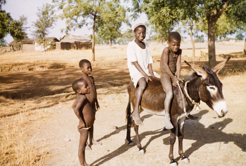 Boys ride a donkey at Navrongo. Two boys ride a donkey bareback as two more young children look on. Navrongo, Ghana, circa 1961. Navrongo, Upper East, Ghana, Western Africa, Africa.