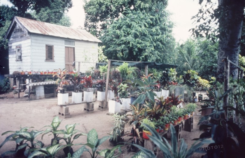 Potted plants for sale. Rows of potted plants for sale sit in rows outside a small wooden house on stilts. Jamaica, circa 1975. Jamaica, Caribbean, North America .