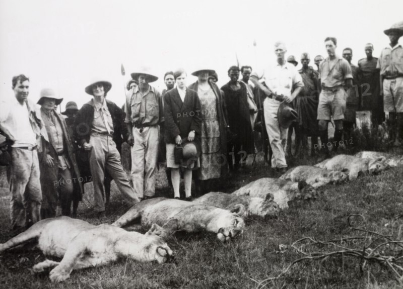 The result of a lion cull. Several European farmers stand over the carcasses of six lions, which were culled to protect their livestock. Central Region, Kenya, circa 1930., Central (Kenya), Kenya, Eastern Africa, Africa.