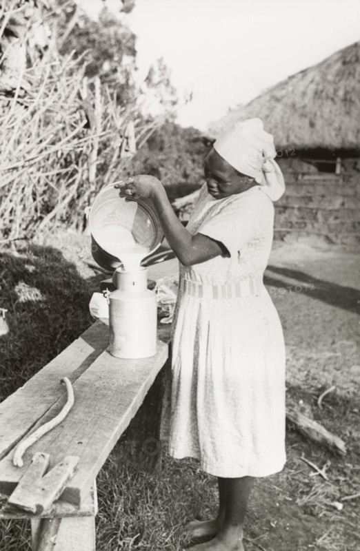 Kikuyu woman pouring milk. A Kikuyu woman, wearing a Western-style dress and headscarf, pours milk from a bucket into a milk churn on an outdoor workbench. South Nyeri, Kenya, 1936. Nyeri, Central (Kenya), Kenya, Eastern Africa, Africa.