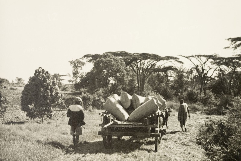 Transporting pyrethrum. Two farm labourers lead an ox-drawn cart laden with sacks of pyrethrum flowers through the countryside to an exportation station. Kenya, circa 1925. Kenya, Eastern Africa, Africa.