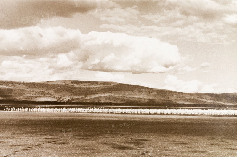 Flock of birds on a Kenyan lake. A flock of white birds crowd the shoreline of a Kenyan lake. Kenya, circa 1933. Kenya, Eastern Africa, Africa.