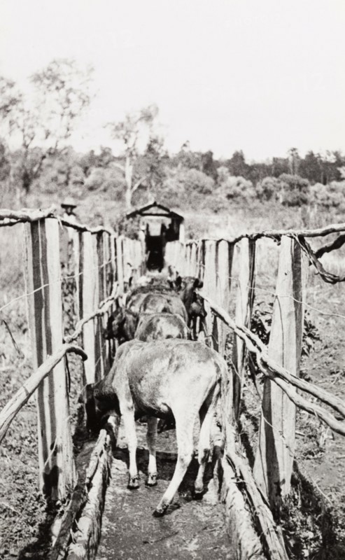 Cattling herding in Njoro. Young cattle are herded through a narrow enclosure at a settler's farm in Njoro. Njoro, Kenya, 1934. Njoro, Rift Valley, Kenya, Eastern Africa, Africa.