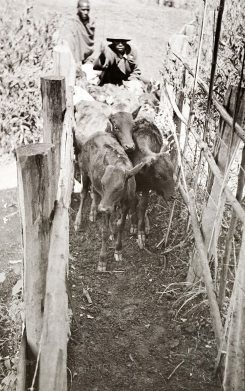 Cattling herding in Njoro, Kenya. Young cattle are herded through a narrow enclosure at a settler's farm in Njoro. Njoro, Kenya, 1934. Njoro, Rift Valley, Kenya, Eastern Africa, Africa.