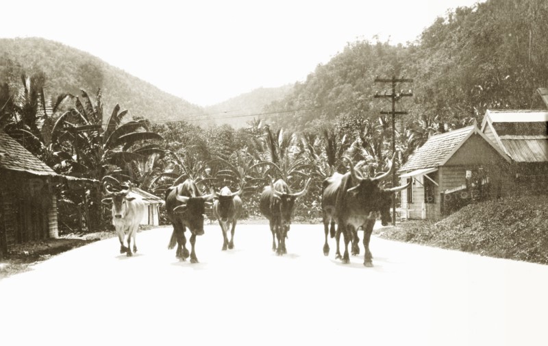 When the cows come home'. Six long-horned cattle walk along a suburban road against a background of palm trees. Jamaica, circa 1925. Jamaica, Caribbean, North America .