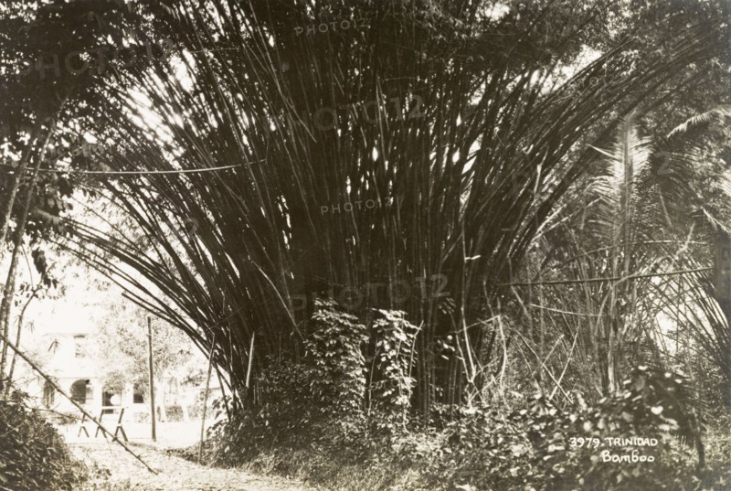 Bamboo on Trinidad island. A giant bamboo (Dendrocalamus giganteus Wall. Ex Munro) overhangs a leafy path in Trinidad. Trinidad, circa 1935. Trinidad and Tobago, Caribbean, North America .