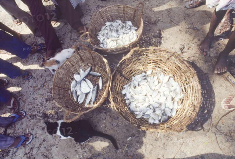 Baskets of fresh fish at an Indian market. Pairs of legs surround three baskets containing freshly caught fish at an outdoor market in Cochin (Kochi). Two cats loiter expectantly amongst the crowd. Cochin (Kochi), Kerala, India, circa 1985. Kochi, Kerala, India, Southern Asia, Asia.