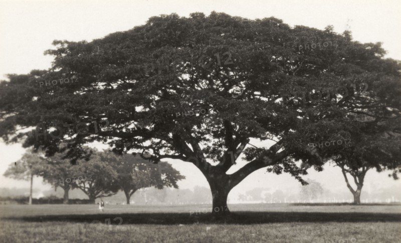 Park landscape in Trinidad. A park landscape, dotted with mature trees. Trinidad, circa 1931. Trinidad and Tobago, Caribbean, North America .