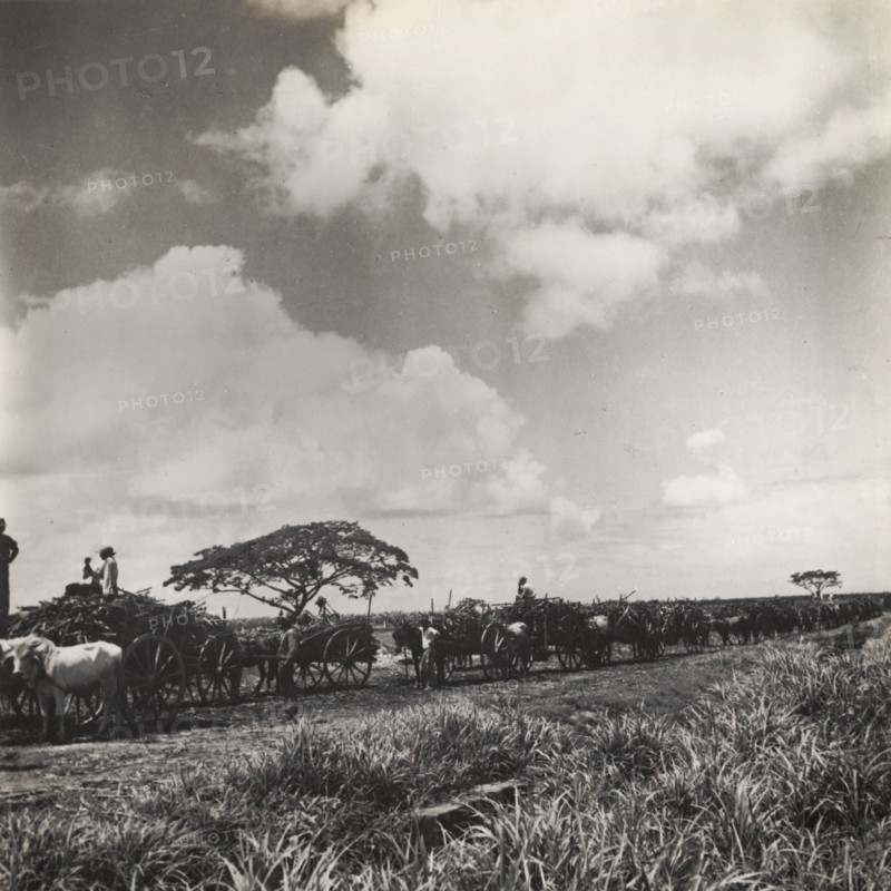 Taking sugar cane to a weighing station. A train of bullock carts transport sugar cane from a plantation to a weighing station. Trinidad and Tobago, circa 1939. Trinidad and Tobago, Caribbean, North America .