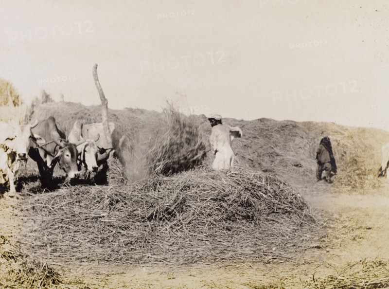 Feeding the cows at Sukkur. A farm labourer feeds three cows, throwing hay into a messy pile with the use of a pitchfork. Sukkur, Sind, India (Sindh, Pakistan), circa 1908. Sukkur, Sindh, Pakistan, Southern Asia, Asia.