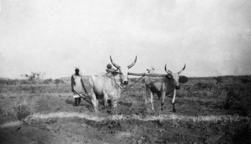 Ploughing with Fulani cattle. Farm labourers till the land at Niger Middle School Farm using a plough pulled by Fulani cattle. Nigeria, circa 1955., Niger, Nigeria, Western Africa, Africa.