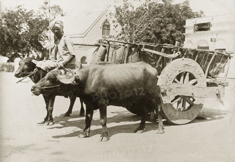 A cart pulled by water buffalo. A pair of harnessed water buffaloes pull a large, two-wheeled cart along a road. India, circa 1915. India, Southern Asia, Asia.