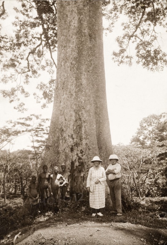 Group beside a Khaya tree. A European couple stand at the base of a large Khaya tree, also known as an African mahogany, with five semi-naked African men. Southern Africa, circa 1940., Southern Africa, Africa.