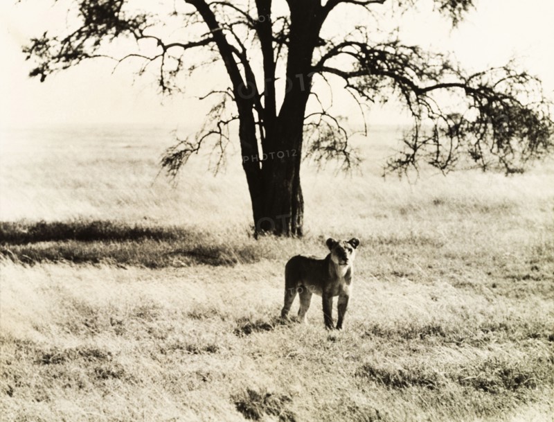 Lioness in the Serengeti. A young lioness (Panthera leo) stands attentively in the grasslands of the Serengeti. Lake Province, Tanganyika Territory (Mara, Tanzania), circa 1935., Mara, Tanzania, Eastern Africa, Africa.