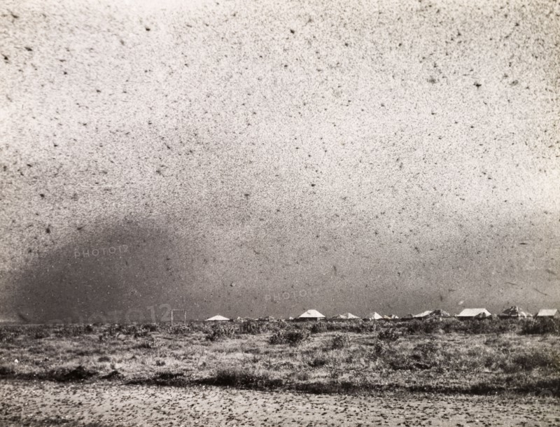 A swarm of locusts. A swarm of locusts descend on a Kenyan camp. Near Gilgil, Kenya, circa 1935., Rift Valley, Kenya, Eastern Africa, Africa.