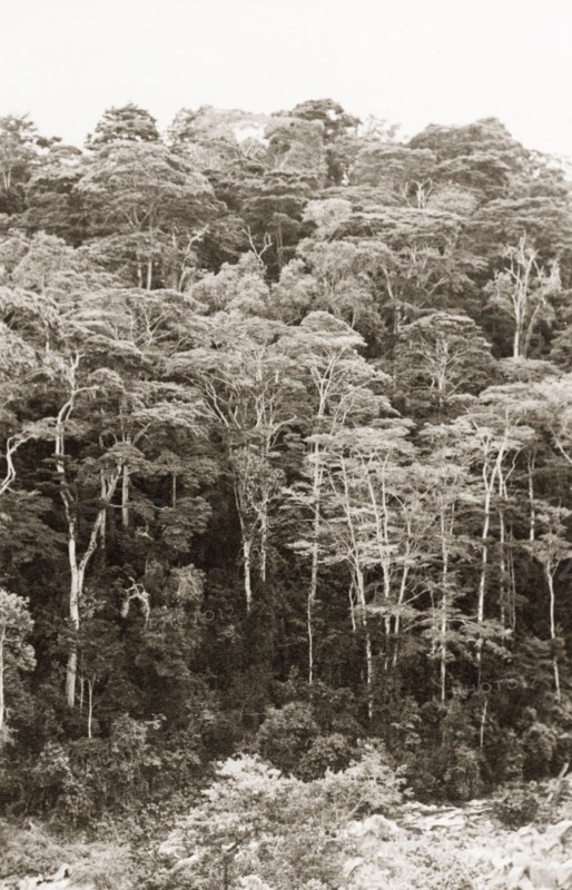 An indigenous forest, Kenya. View of an indigenous forest on a riverbank, viewed from the Heru to Embu road. Eastern Kenya, 1934., East (Kenya), Kenya, Eastern Africa, Africa.