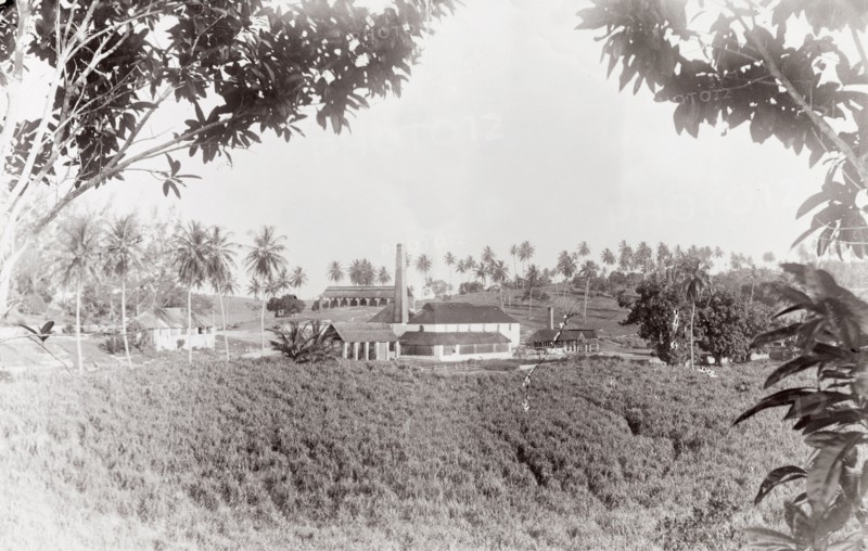 The Arcadia Sugar Estate. View across a sugar plantation looking towards the factory and mill of the Arcadia Sugar Estate. Probably Jamaica, circa 1890. Jamaica, Caribbean, North America .