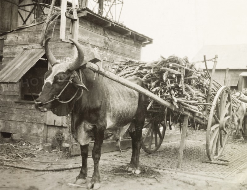 Bullock transporting sugar cane. A bullock stands outside a sugar processing factory, harnessed to a two-wheeled cart laden with sugar cane. Trinidad and Tobago, circa 1931., Trinidad and Tobago, Trinidad and Tobago, Caribbean, North America .
