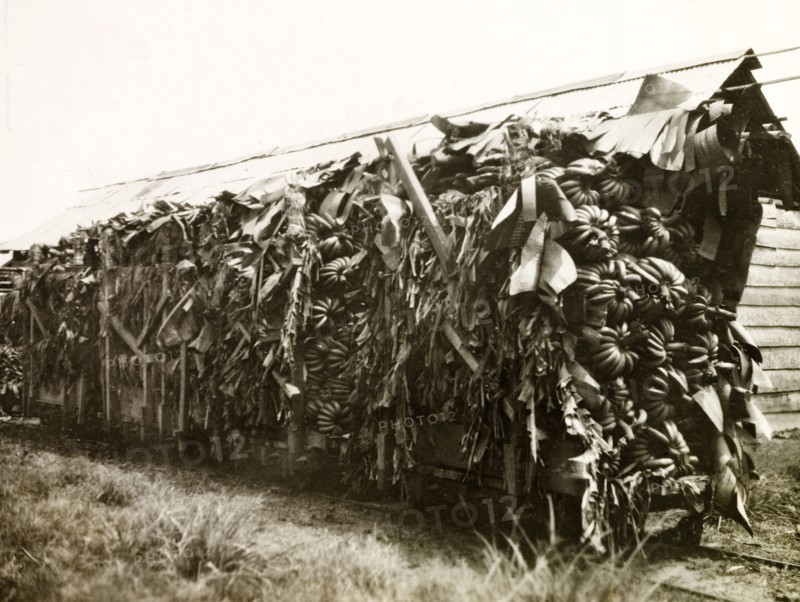 Plantains loaded on a freight car. An open freight car heavily loaded with bunches of plantains at a banana plantation. Probably Colombia, circa 1931. Colombia, South America, South America .