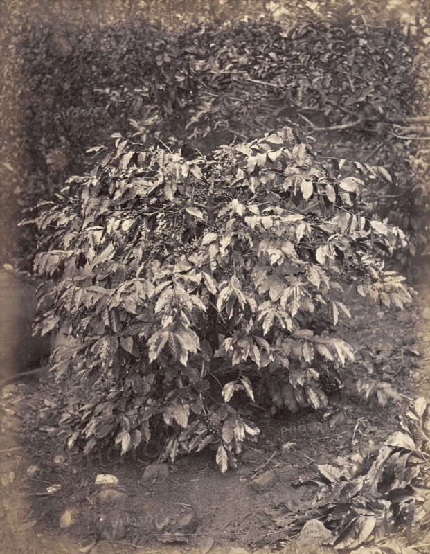 Coffee plant, Caribbean. A coffee plant bearing fruit. Probably Caribbean, circa 1883., Caribbean, North America .