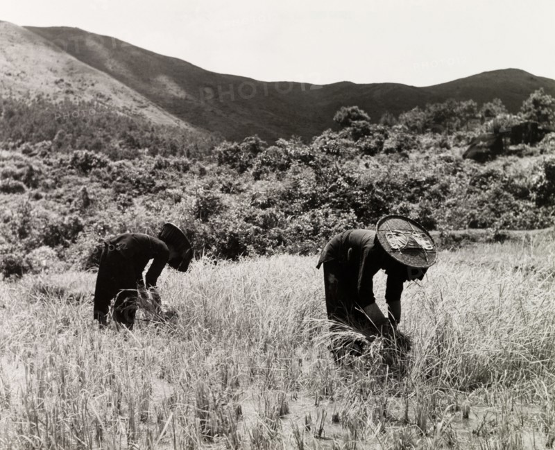 The 'ancient ways of agriculture'. Two female Hakka labourers follow traditional farming methods by cutting rice stalks with scythes. New Territories, Hong Kong, China, 1963., Hong Kong, China, People's Republic of, Eastern Asia, Asia.