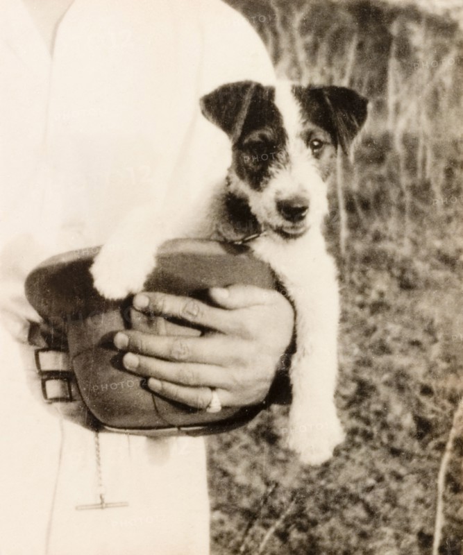 Dog in a solatopi. A Jack Russell Terrier, George, sits in his owner's solatopi hat during a picnic at Diamond Harbour. Calcutta (Kolkata), India, February 1934. Kolkata, West Bengal, India, Southern Asia, Asia.