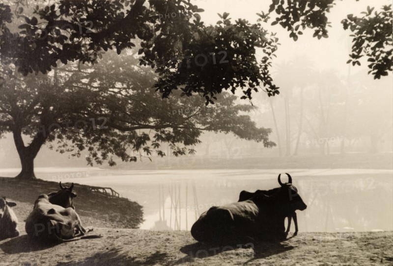 Cattle in the Maidan, Calcutta. Cattle rest under the shade of a tree on a water bank in the Maiden, a large urban park in Calcutta. Calcutta (Kolkata), India, circa 1932. Kolkata, West Bengal, India, Southern Asia, Asia.
