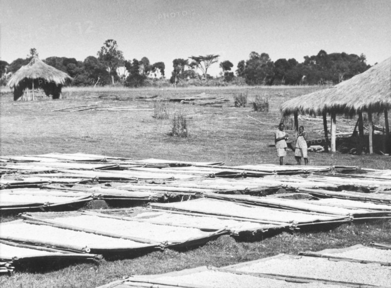 Pyrethrum drying in the sun. Stretchers covered with pyrethrum flowers (Chrysanthemum cinerariaefolium) are left outdoors to dry in the sun. Kenya, circa 1935., Kenya, Eastern Africa, Africa.