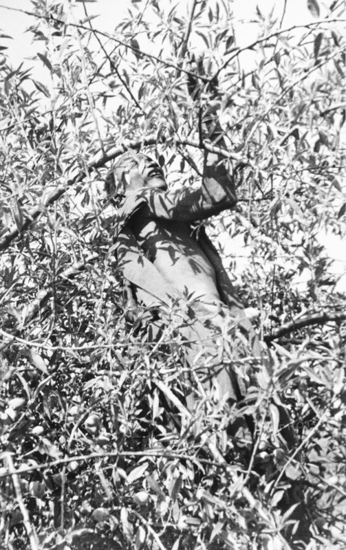 Picking coffee, Kenya. An African farm worker climbs the uppermost branches of a coffee tree as he picks coffee berries at a plantation. Kenya, circa 1935., Kenya, Eastern Africa, Africa.