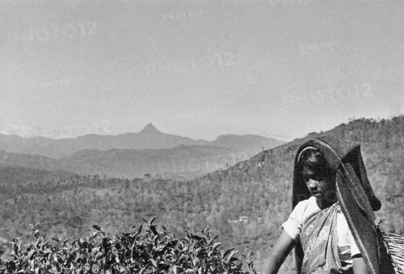 Picking tea in Ceylon. A young woman picks tea at a plantation in the mountains. Ceylon (Sri Lanka), circa 1935. Sri Lanka, Southern Asia, Asia.
