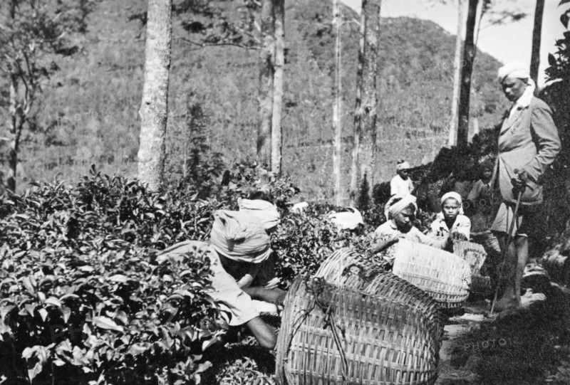 Tea plantation workers, Ceylon. Turbaned plantation workers harvest tea into large woven baskets, watched closely by their Ceylonian supervisor. Ceylon (Sri Lanka), circa 1935. Sri Lanka, Southern Asia, Asia.
