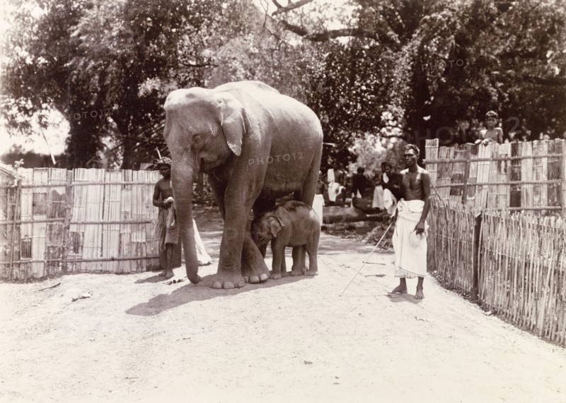 Mother and baby elephant, Edakkara. Mahouts (elephant handlers) lead a mother elephant and her baby into a bamboo enclosure. Mahouts would train these elephants to work logging in the teak forests of Nilambur. Edakkara, Malabar District (Kerala), India, March 1908., Kerala, India, Southern Asia, Asia.