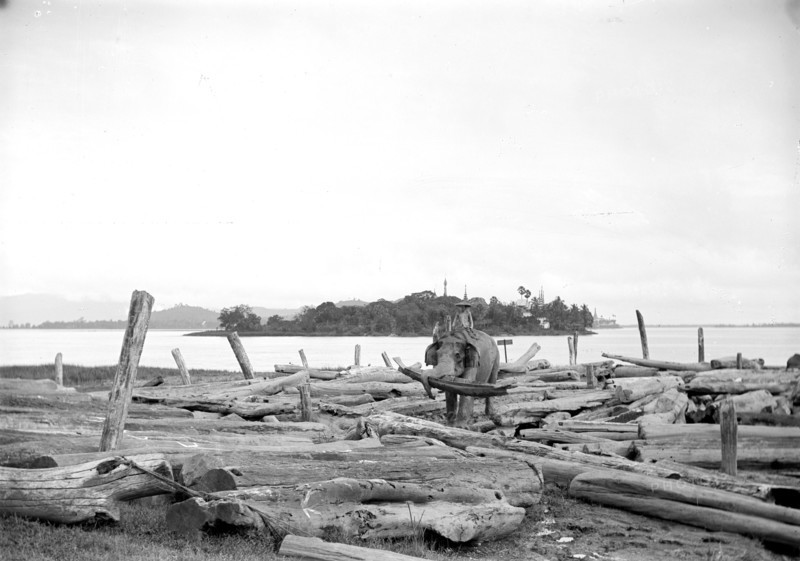 Elephant working in a timber yard. An elephant, under the direction of its mahout (elephant handler), sorts logs at a teak timber yard. Burma (Myanmar), circa 1890. Burma (Myanmar), South East Asia, Asia.