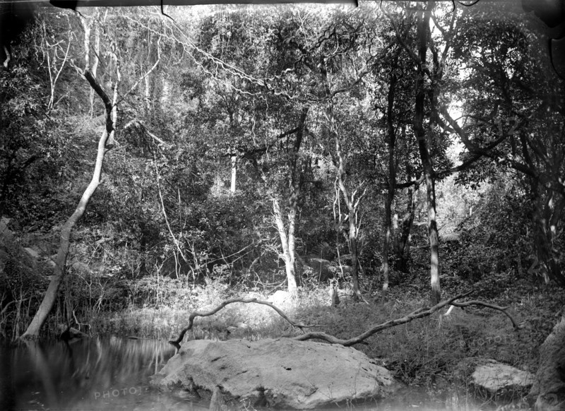 A forest brook, Burma. View of a brook running through a dense forest. Burma (Myanmar), circa 1890. Burma (Myanmar), South East Asia, Asia.