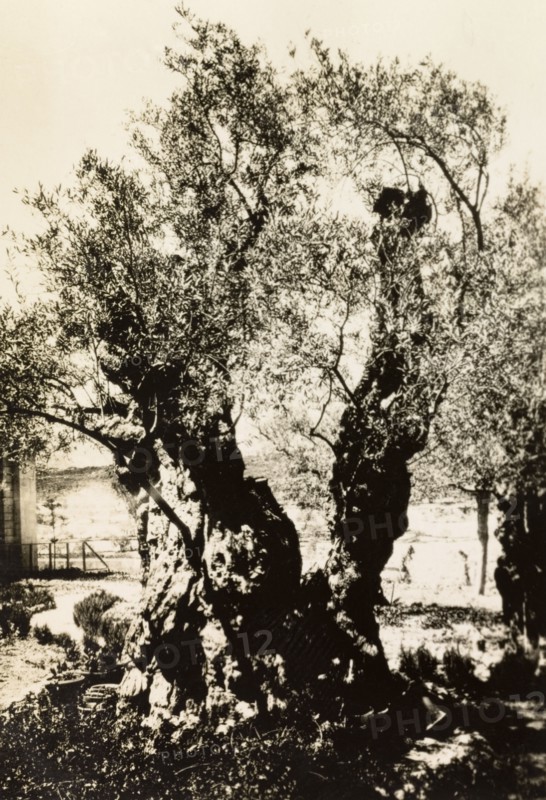 Olive tree in the Gardens of Gethsemane. View of an olive tree (Olea europaea) in the Gardens of Gethsemane. According to Christian tradition, Gethsemane is where Jesus suffered for the sins of the world the night before his crucifixion, and later where Jesus was betrayed by his disciple Judas Iscariot. Jerusalem, British Mandate of Palestine (Israel), circa 1942. Jerusalem, Jerusalem, Israel, Middle East, Asia.