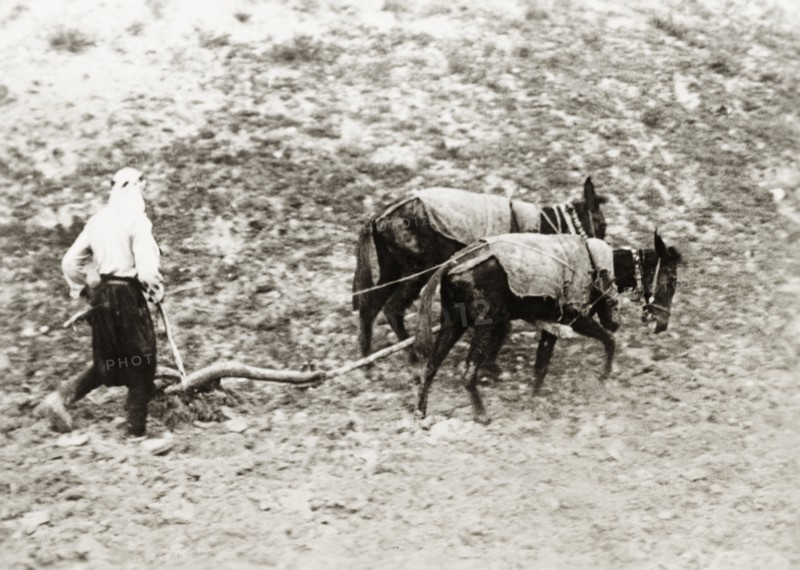 Ploughing the land, Palestine. An Arab farm worker tills the land using a plough pulled by two donkeys. British Mandate of Palestine (Middle East), circa 1938., Middle East, Asia.
