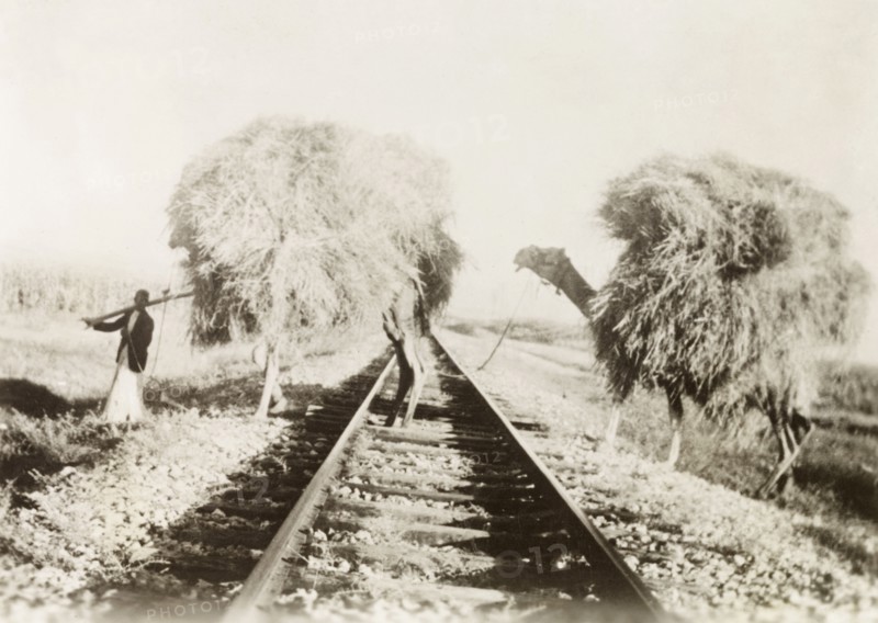 Transport, ancient and modern'. A farm worker leads two camels laden with hay across a stretch of railway track. British Mandate of Palestine (Middle East), circa 1938., Middle East, Asia.