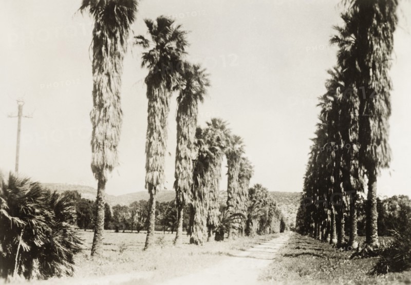 Avenue of palm trees at Degania. View along a road lined with palm trees at Degania, the first Jewish 'kibbutz' or intentional community. Degania, British Mandate of Palestine (Northern Israel), circa 1938., North (Israel), Israel, Middle East, Asia.