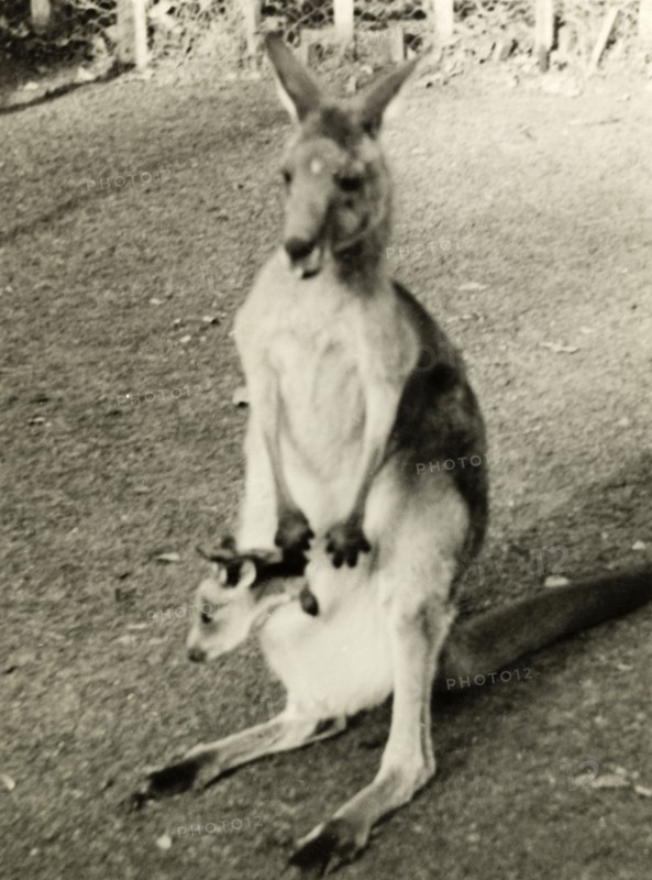 Kangaroo at Taronga Zoo. A kangaroo with a young joey in her pouch at Taronga Zoo. Sydney, Australia, 1940. Sydney, New South Wales, Australia, Australia, Oceania.