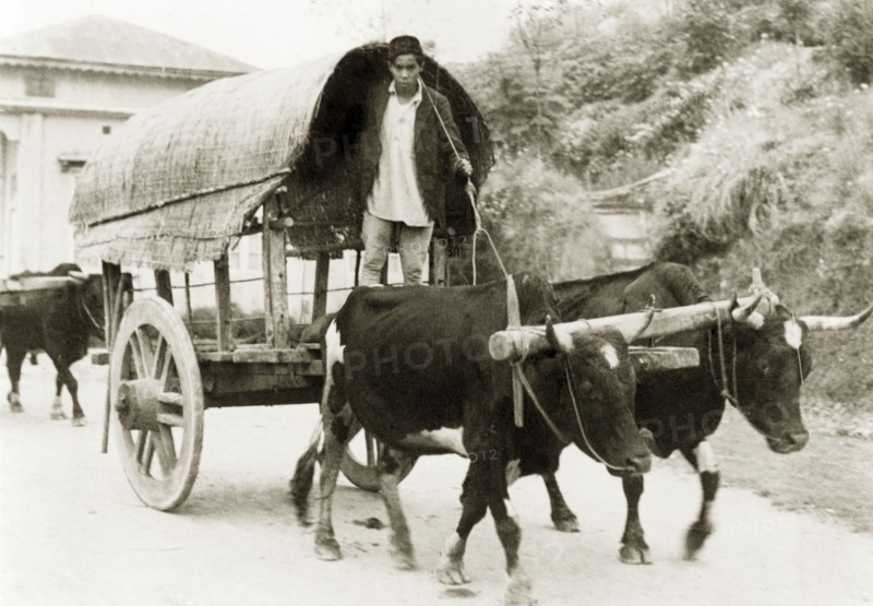 Driving a wagon to market, Darjeeling. A man drives a cattle-drawn wagon to market. Darjeeling, India, 1942. Darjeeling, West Bengal, India, Southern Asia, Asia.