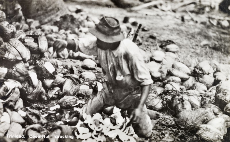 Cracking open cocontus, Trinidad. A labourer kneels amidst a pile of coconut shells as he cracks open harvested coconuts at a plantation. Trinidad, circa 1930., Trinidad and Tobago, Trinidad and Tobago, Caribbean, North America .