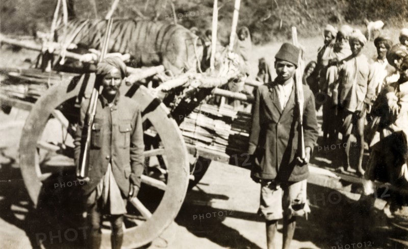 Shikaris' transporting tiger carcass. The carcass of an adult Bengal tiger (Panthera tigris tigris) shot during a big game hunt is transported by Indian guides and 'shikaris' (professional hunters) on a large, two-wheeled cart. Mandagadde, Mysore State (Karnataka), India, circa 1935., Karnataka, India, Southern Asia, Asia.