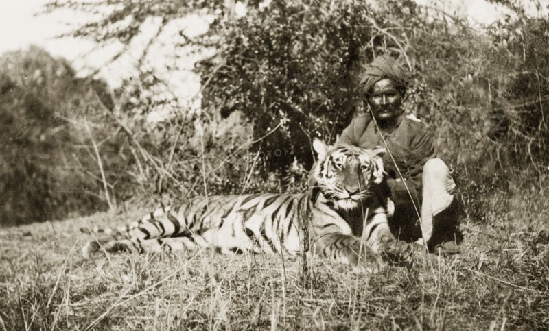 Indian 'shikari' posing beside tiger carcass. An Indian 'shikari' (professional hunter) poses beside the carcass of an adult Bengal tiger (Panthera tigris tigris) shot by European big game hunters. Mandagadde, Mysore State (Karnataka), India, circa 1935., Karnataka, India, Southern Asia, Asia.