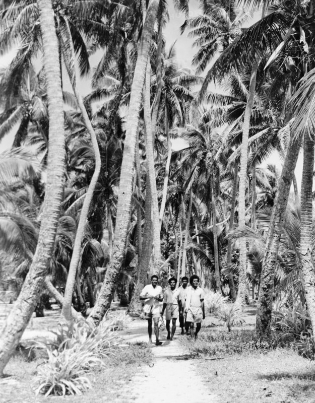 A coconut grove on Naviti. Four men walk along a sandy track through a grove of coconut palms on the volcanic island of Naviti. Naviti, Fiji, 1965. Fiji, Pacific Ocean, Oceania.