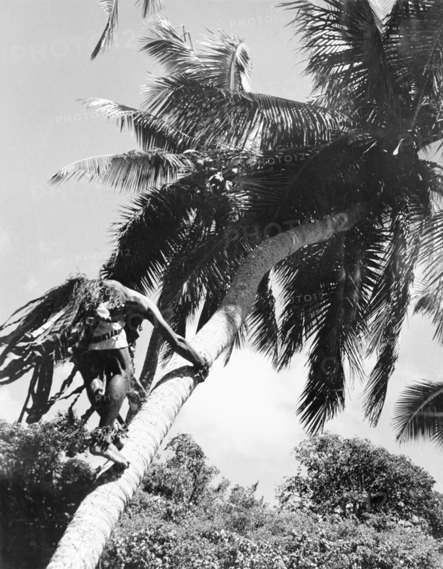 Climbing for coconuts, Fiji. Upward shot of a man climbing the trunk of a tall coconut palm. Fiji, 1965., Viti Levu, Fiji, Pacific Ocean, Oceania.