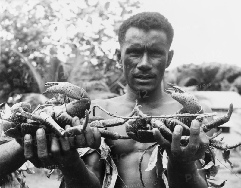 Two coconut crabs. A bare-chested Fijian man holds up two large coconut crabs (Birgus latro) for the camera. An original caption comments: "These crabs live on the ground but climb the tallest palms to eat the coconuts. To catch them, the Fijians tie grass round the trunk of the palm. When the crab backs down and feels the grass it releases its hold on the trunk and drops to the ground, being either killed or stunned by the fall". Fiji, 1965. Fiji, Pacific Ocean, Oceania.
