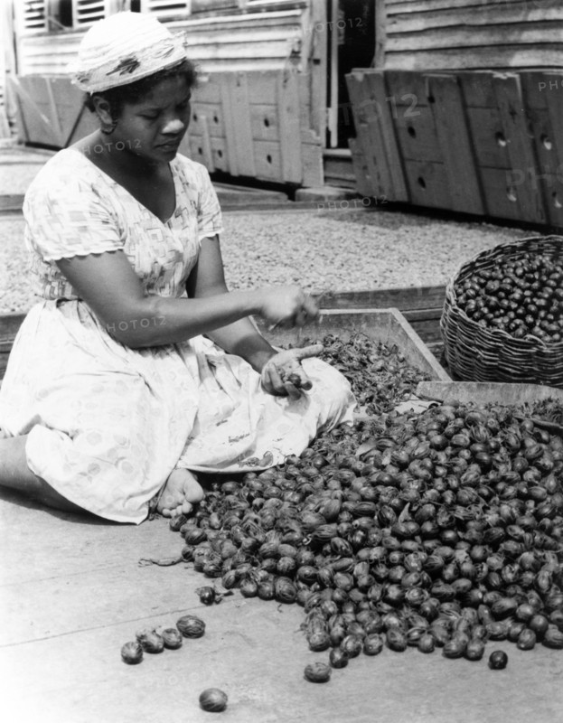 Removing nutmeg husks. A Grenadian woman removes husks from a mound of harvested nutmeg seeds. Grenada, 1965. Grenada, Caribbean, North America .