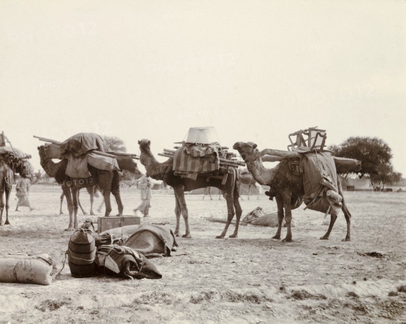 A train of camels. A train of saddled camels, laden with sacks, wooden poles and bundles of cloth. United Provinces (Uttar Pradesh), India, January 1903., Uttar Pradesh, India, Southern Asia, Asia.