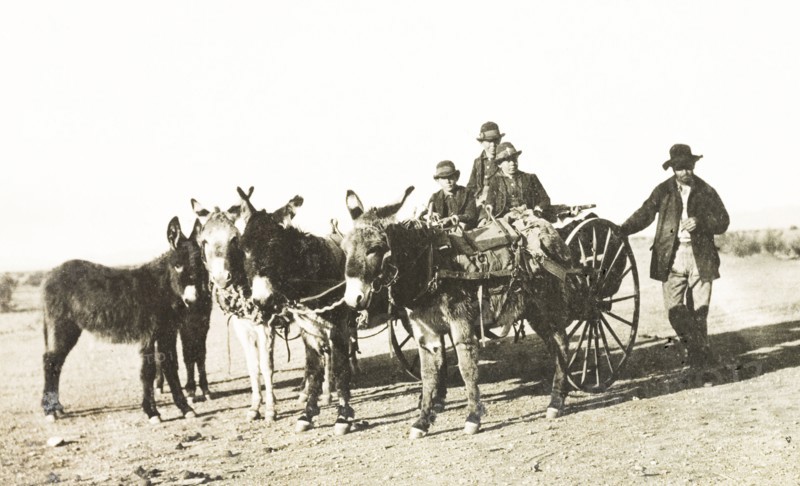 Mexicans travelling in a mule-drawn cart. A group of Mexicans travel along a rural road in a mule-drawn two-wheeled cart. Arizona, United States of America, 1902., Arizona, United States of America, North America, North America .