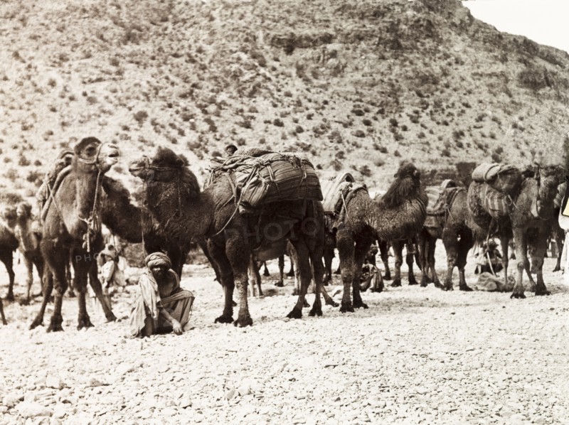 Camels on the Khyber Pass. Bactrian camels (Camelus bactrianus) form a caravan on the Khyber Pass. An original caption comments that 'many hundreds of camels (and) donkeys pass in one long procession twice a week under guard of Afridi soldiers'. North West Frontier Province, India (Pakistan), February 1903., North West Frontier Province, Pakistan, Southern Asia, Asia.
